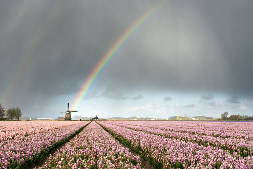 Tulip fields and windmill in Bollenstreek as The Best Places to See Tulips in The Netherlands