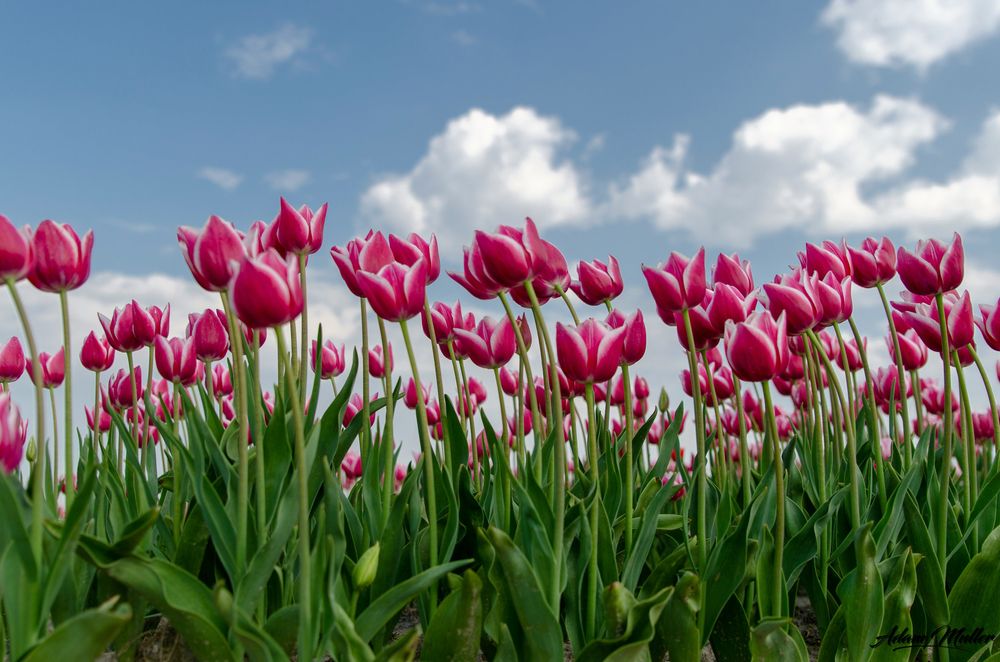 Goeree-Overflakkee as The Best Places to See Tulips in The Netherlands