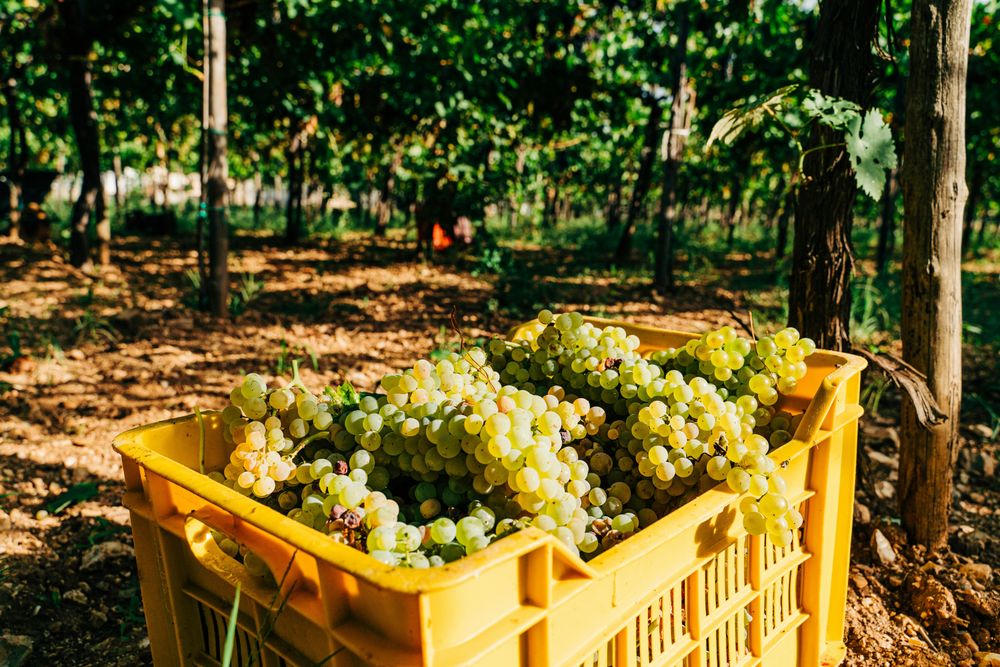 Grapes in Puglia in the Things to Know Before Traveling to Puglia