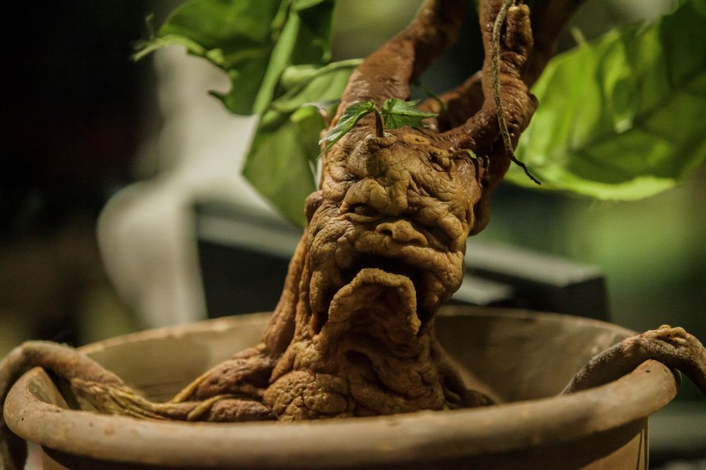 Plant in the Harry Potter Studios