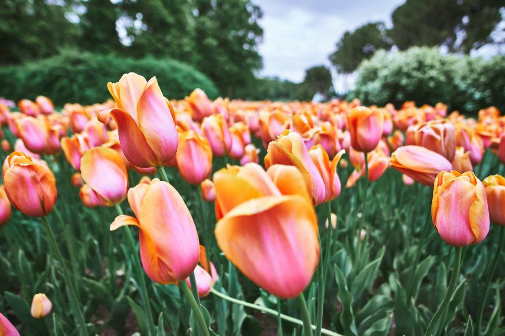 What Are The Best Places to See Tulips in The Netherlands? 5 Destinations to Add to Your Itinerary