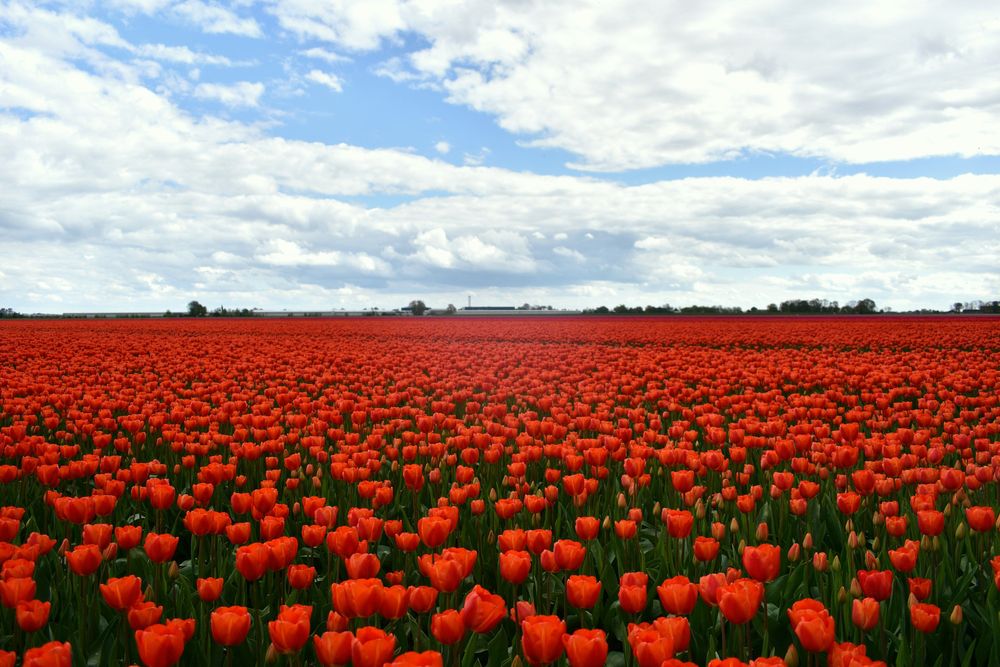 Noordoostpolder as The Best Places to See Tulips in The Netherlands