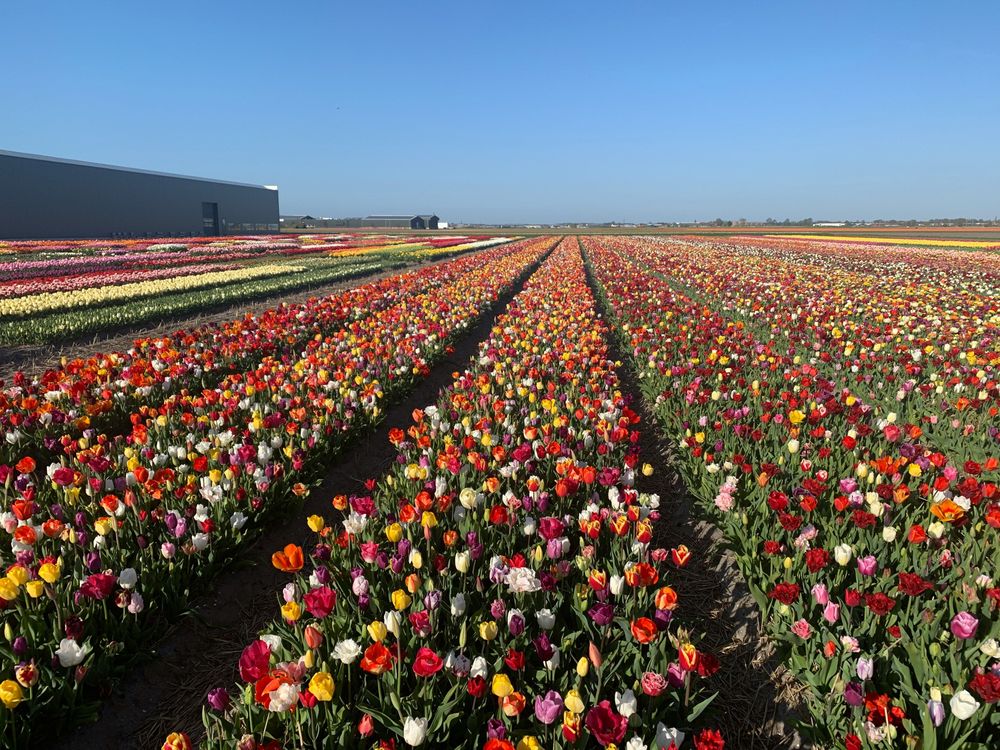 Noordwijkerhout as The Best Places to See Tulips in The Netherlands