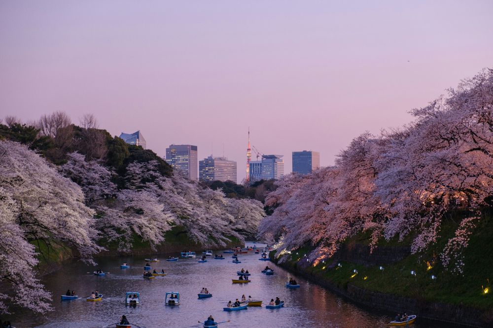 Tokyo sakura in The perfect Spring Itinerary of Japan