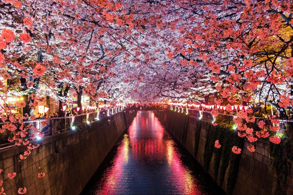 Picture of city in Japan with cherry blossoms representing What is the Best Season to Visit Japan