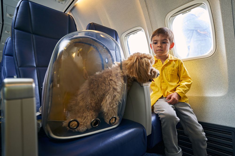 A kid and their dog on an airplane, a representation of our tips for traveling with a pet