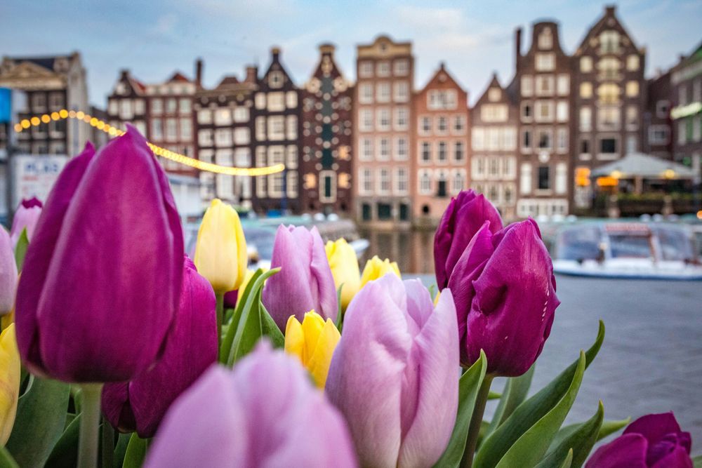 Tulips in Amsterdam, one of the Best Spring Destinations