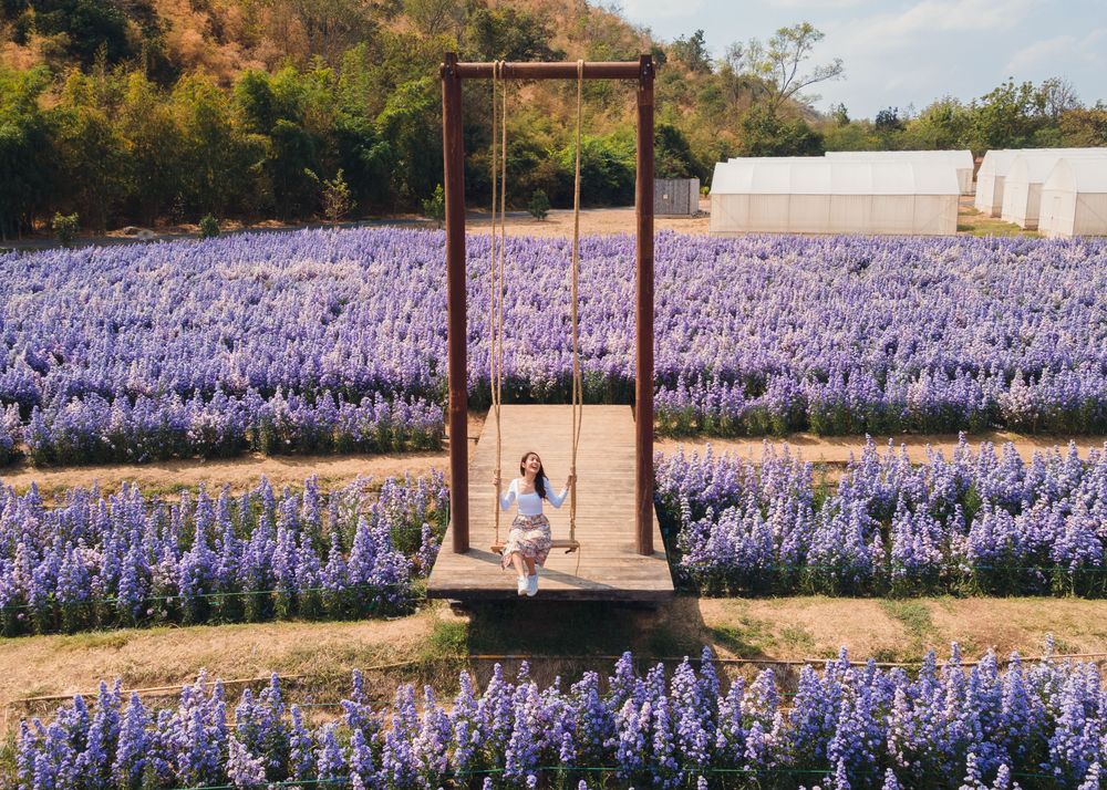 Summer at Lavender fields of Furano in the best time to visit Japan 