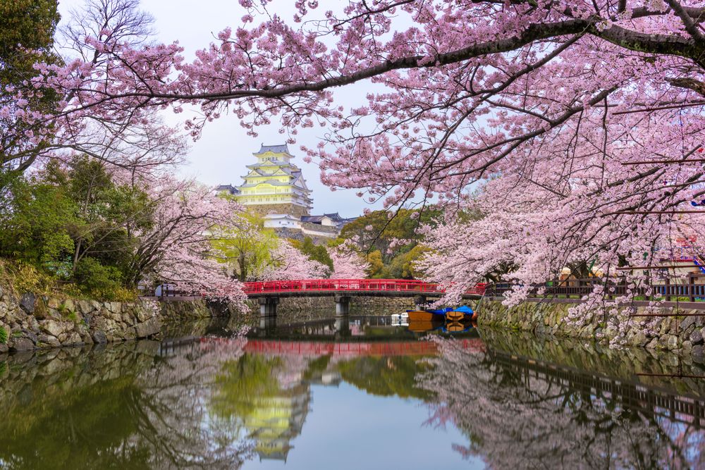 himeji castle in the spring in the perfect itinerary of Japan