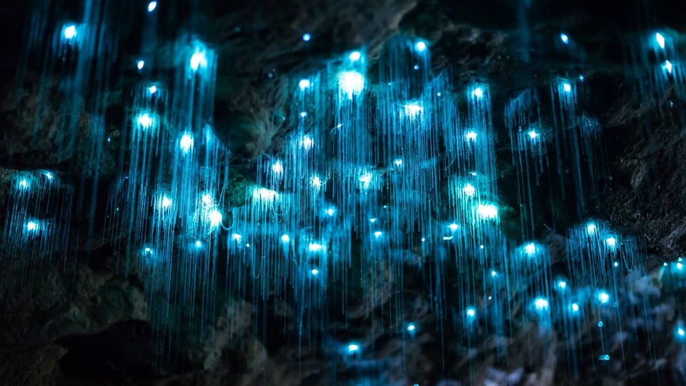Unique places to see, luminous ceiling at Glowworm Caves, New Zealand