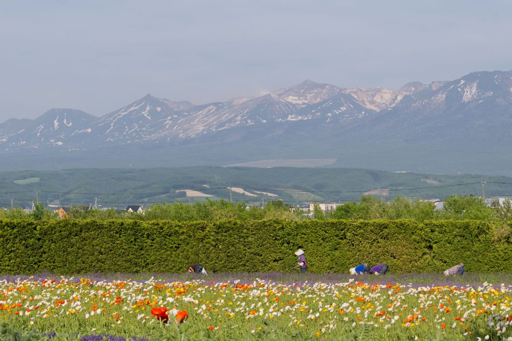 Hokkaido Lavender Fields, one of the best photo spots in Japan