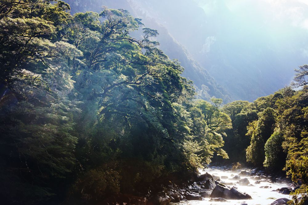Landscape of Milford Track, one of the best hiking trails in the world