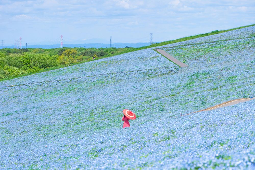 Hitachi Seaside Park, a great place for a photo in Japan