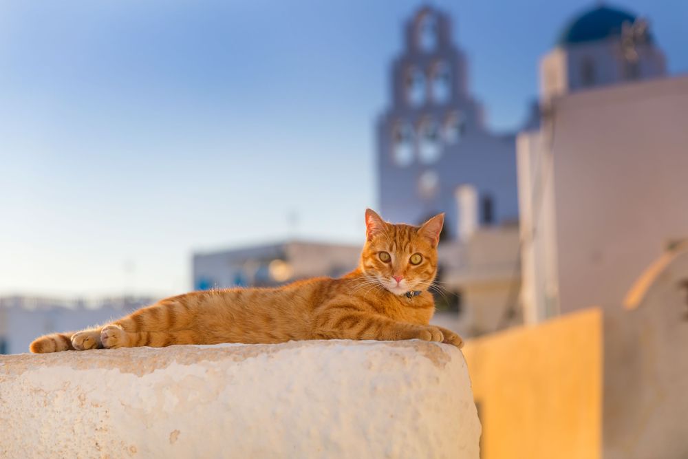 Cat relaxing on a wall in Santorini, one of the Best Destinations for Relaxation