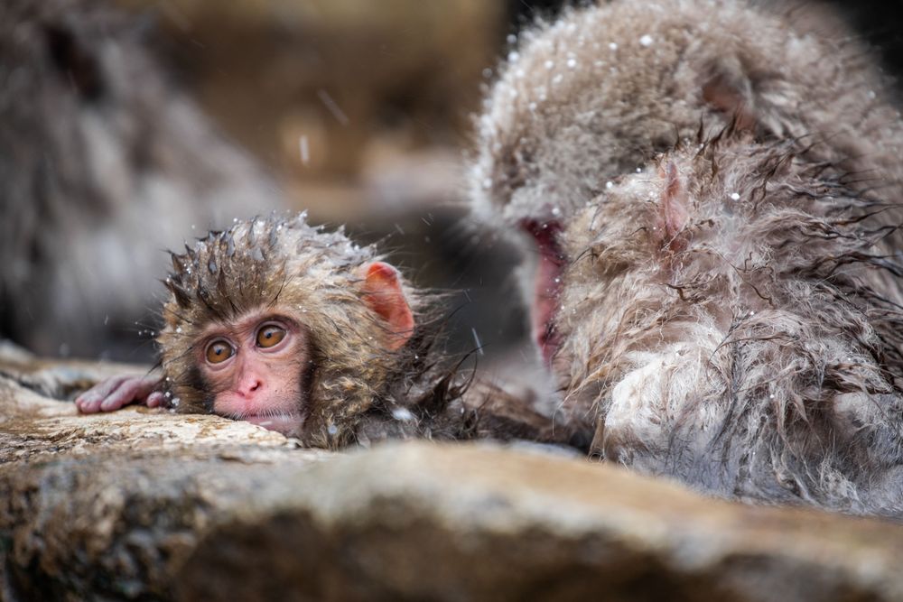 Snow monkey in the winter representing the best time to visit Japan 