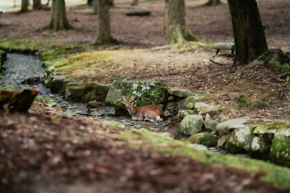 A deer in Nara Park, a destination close to Kyoto