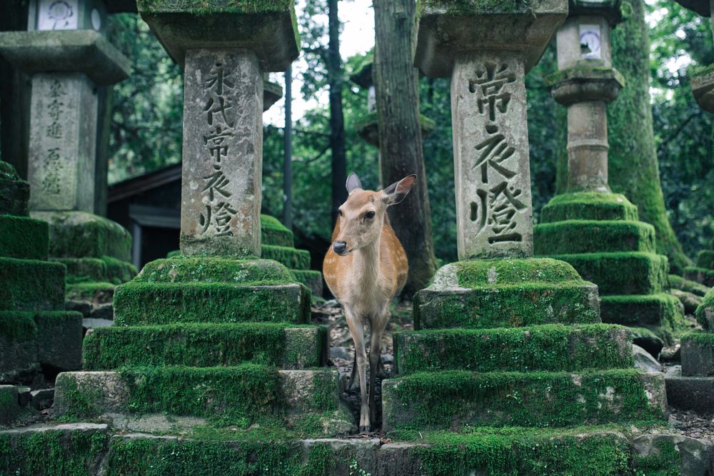 A deer in a temple in Nara as One of The Best Places in Japan