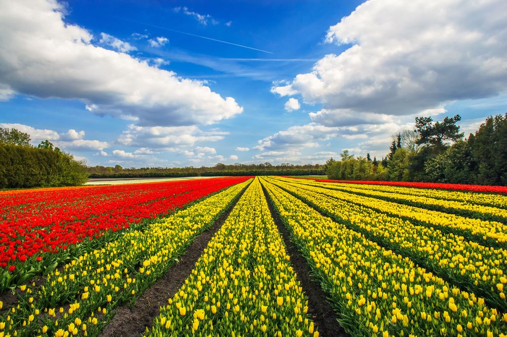 Keukenhof gardens, one of the Places to Explore in the Netherlands