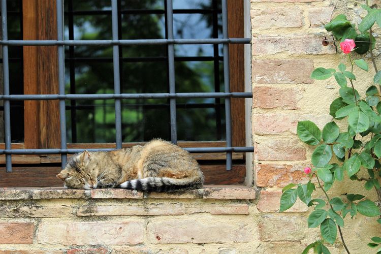 A cat sleeping in the 25 Italy Travel Tips